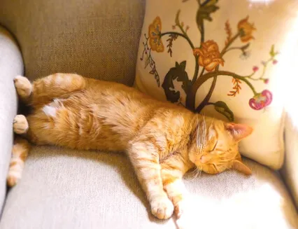 The Most Important Meditation Practice: Patience