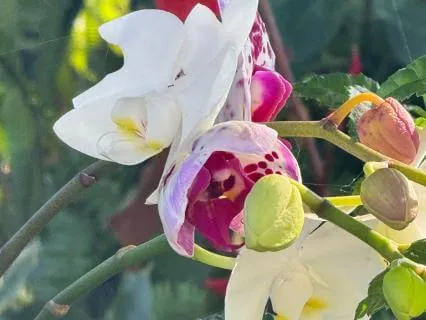 The Most Precious Gift Of Inspiration