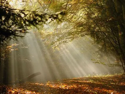 The Most Relaxing Music In The World  |  Remastered 2025