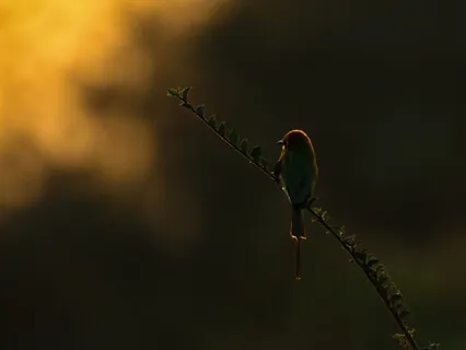 The Most Relaxing Soundscape In The World