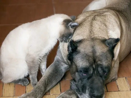 The Mourning Of Losing A Pet In Your Life