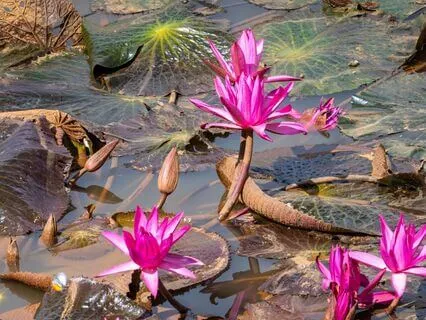 The Mud Of The Lotus