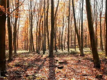 The Mysterious Stranger: A Winnie-The-Pooh Bedtime Story