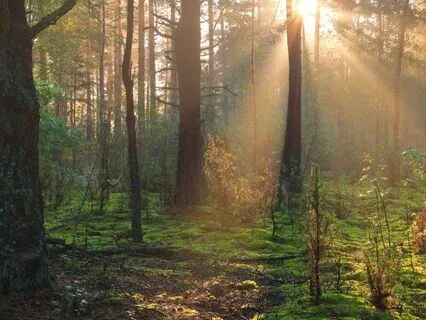 The Mystical Land - Long Bedtime Story