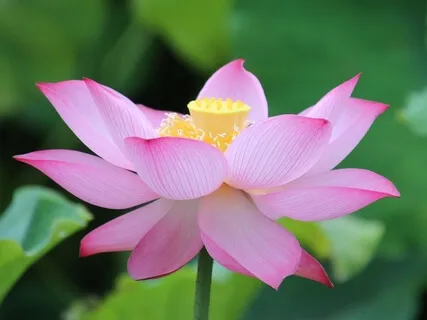 Chakra Meditation With Affirmations