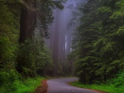 The Mystical Redwoods: A Deep Sleep Journey