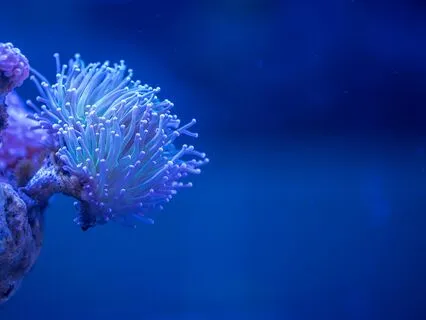 The Narada Bhakti Sutras