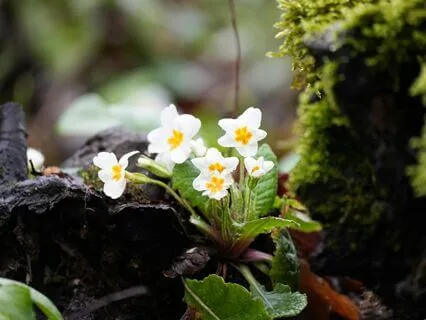 The Natural Way - Winter - Wild Primrose