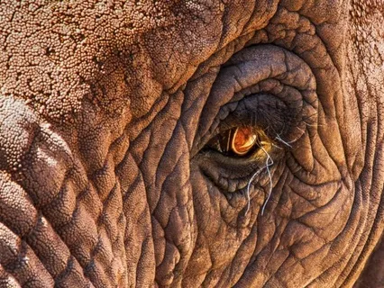 Whole Body Breathing