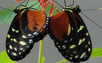 The Necessary Struggle - Step Into The Growth Zone