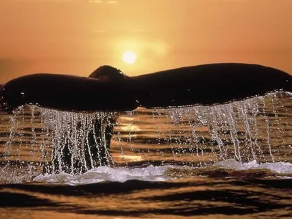 Connecting With The Higher Intelligence Of The Oceans