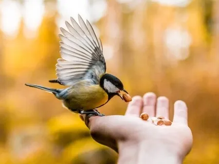 The Nest: Feel Safe And Supported