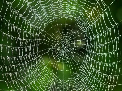 The Network Of Healing Light: Activate Your Healing Powers