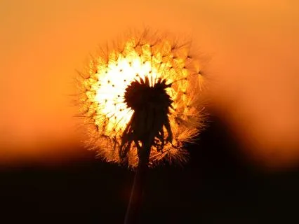 The New Earth Grid - Sound Healing And Meditation Music