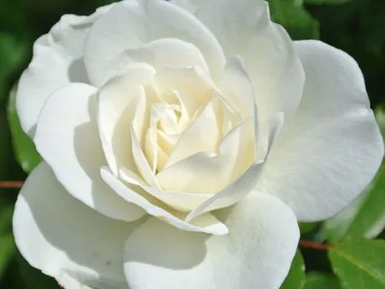 The New Start The New You