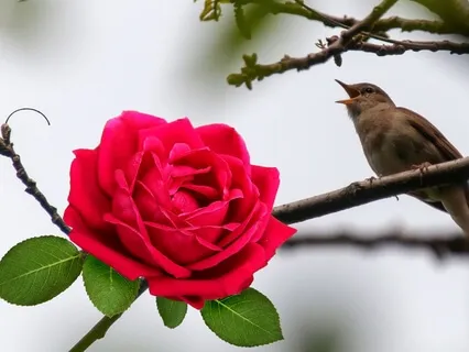 The Nightingale And The Rose 