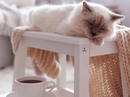 The Nine Lives Of A Bookstore Cat | Sleep Story With Music