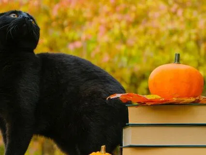 The Nine Lives Of A Bookstore Cat