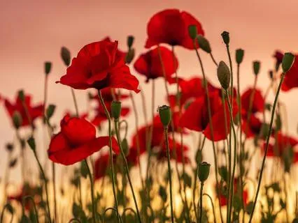 The Pressure-Free Meditation