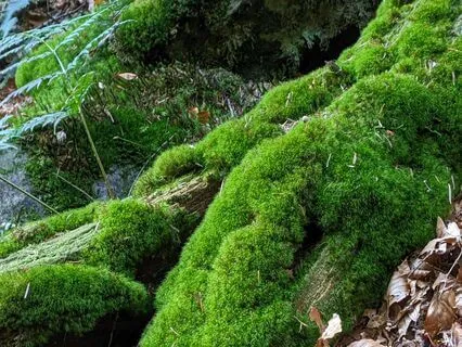 The Noble Quest Of A Camelot Knight