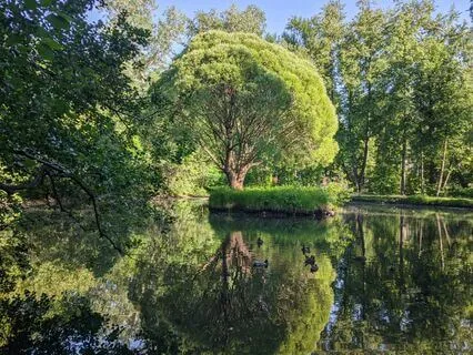 The Oak And The Willow: A Tale Of Strength And Flexibility