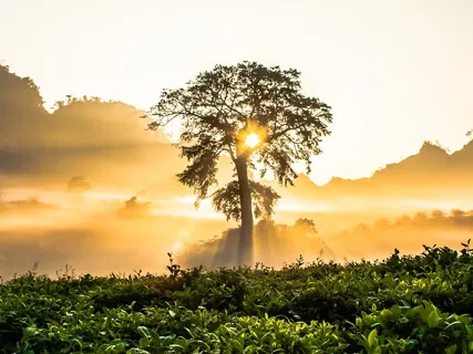 The Oak Tree – Tree Of Life