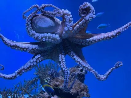 The Octopus Holds The Night