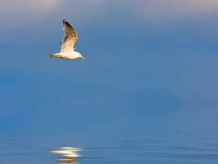 The Old And The New | Inner Balance Music