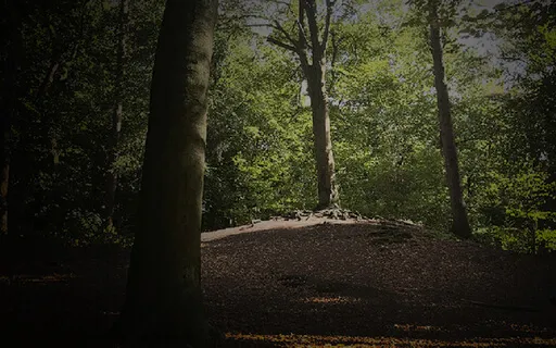 The Old Tree On The Hill