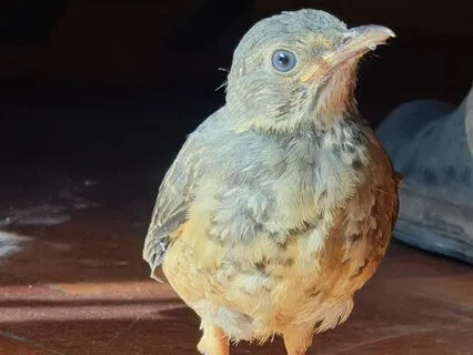 The Olive Thrush Tale