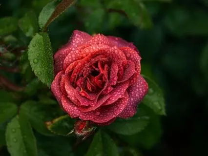 The One Who Left | Rumi Poem