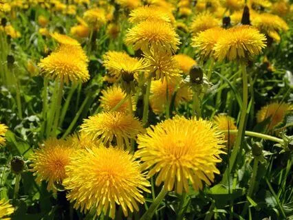 The Only Difference Between A Weed And A Flower Is Judgement