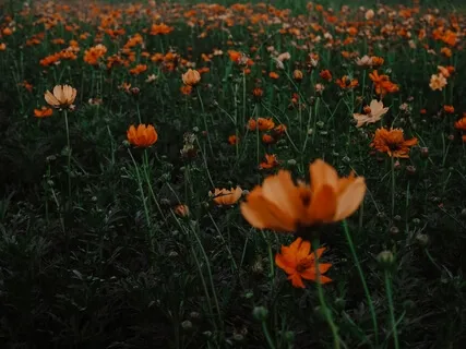 The Open Field - Healing Limiting Beliefs