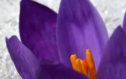 The Opportunity Of Fear