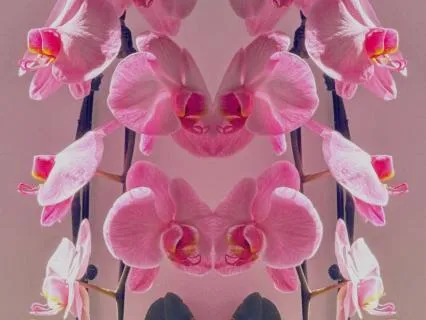 The Orchid Within
