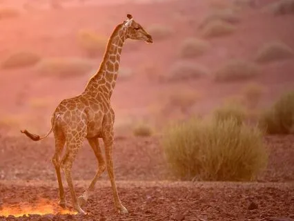 Self-Compassion ~ I Am An Organism