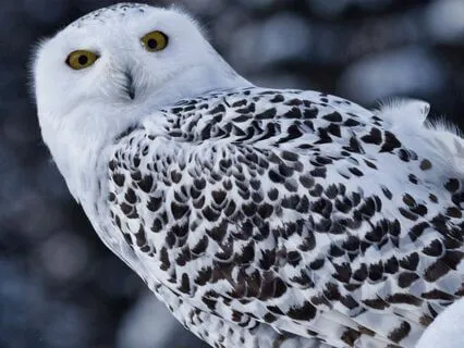 The Owl At Christmas (Christmas Sleep Story)