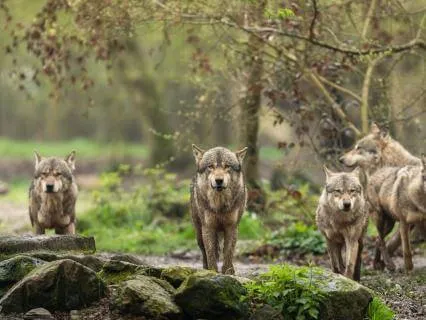 The Pack You Choose
