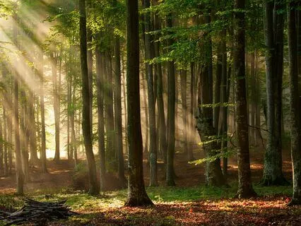 The Palace On The Floor