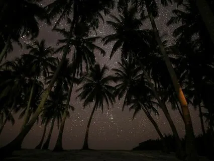 The Palmetto Hideaway