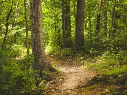 The Path: A Parts Work Journey To Feel Your True Self Deeply