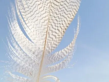 The Path Home: Soul Remembrance