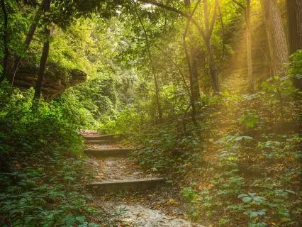 The Path: IFS Meditation To Experience Self Energy