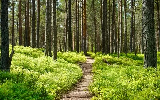 The Path Meditation: Tapping Into Your Authentic Self