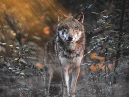 The Path Of The Lone Wolf