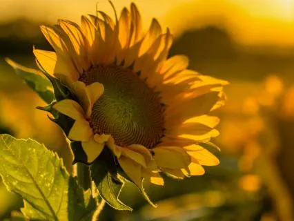 The Path Of The Tao 2.0