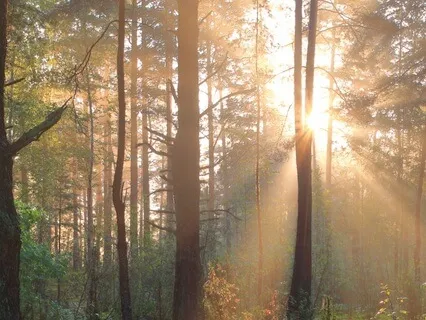 The Path, Step Two: Wise Mindfulness