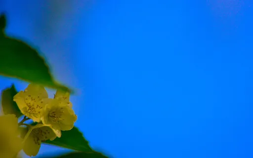 The Path To Freedom Live - The Nowness Of This Moment