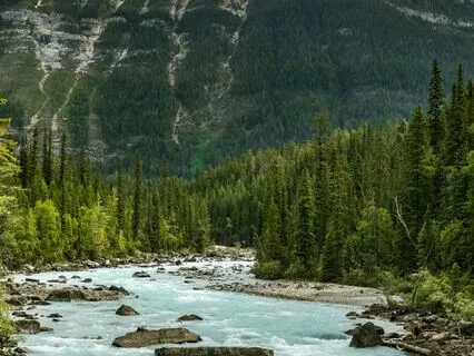 The Path To Serenity: A Journey By The Stream