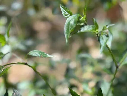 Stillness Between Breaths: A Meditation For Calm & Presence